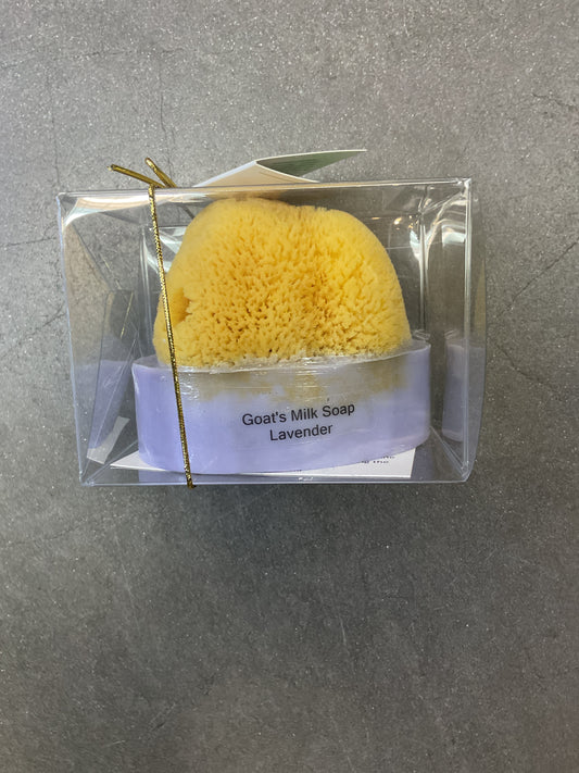 Lavender soap with sea sponge embedded